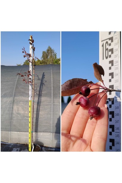 Яблуня Недзвецького - 10л/вис.180-260см/Ø30-40см